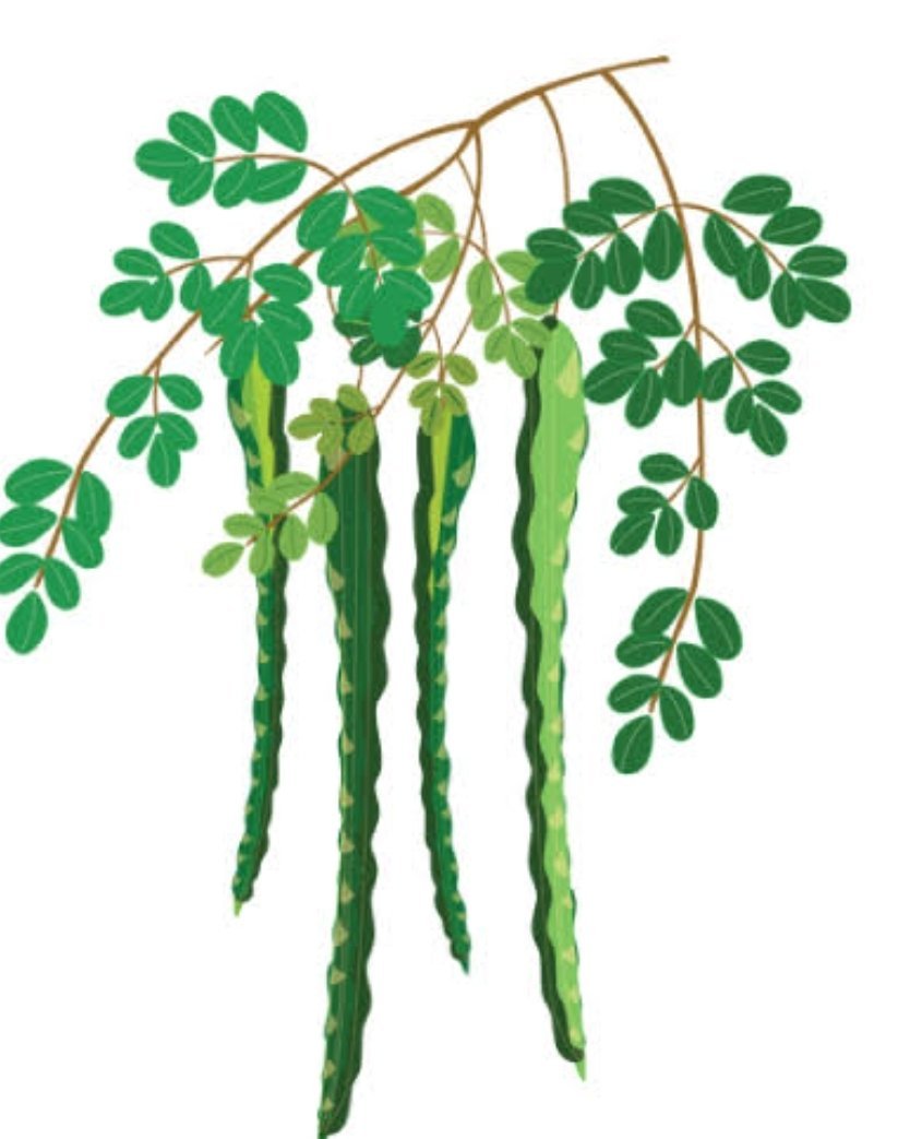 Moringa Powder 100 Grams - Image 2
